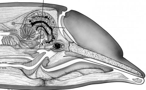 宽吻海豚脑原位显示平面序列切片. 选自:宽吻海豚的大脑解剖